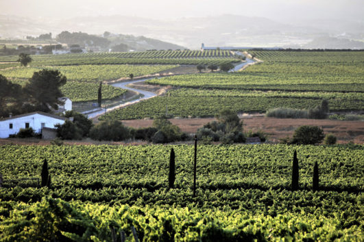 Wine Country by roadbike Barcelona