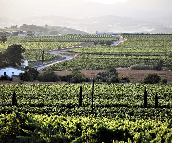 Wine Country by roadbike Barcelona