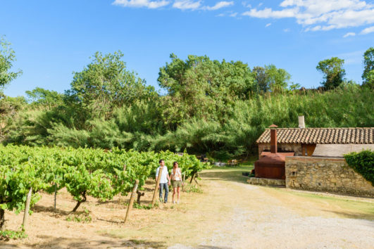 enoturismo por el penedès en bicicleta, suriol experience, entre barcelona y tarragona